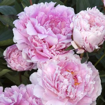 PAEONIA 'SARAH BERNHARDT', SIZE #2