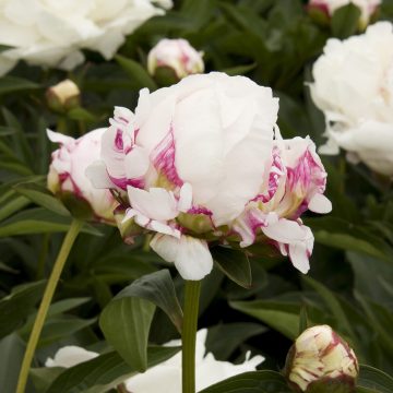 PAEONIA 'SHIRLEY TEMPLE', SIZE #2