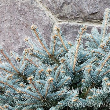 GLOBE BLUE SPRUCE, SIZE #2