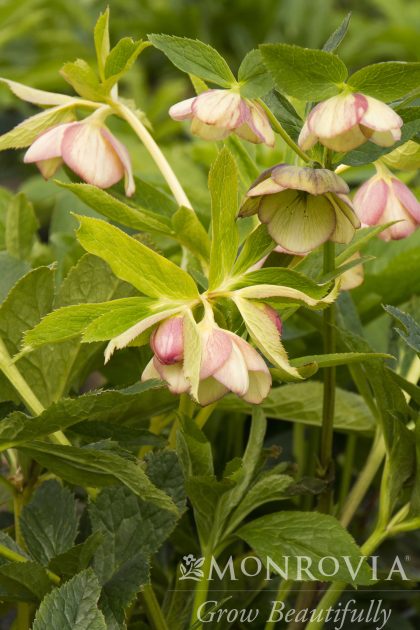 product-1094-1759490883-MO067241