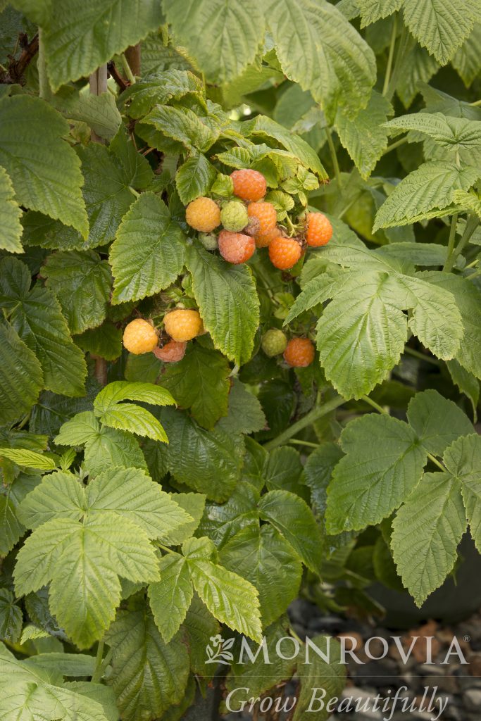 FALL GOLD RASPBERRY, SIZE #1 - Garden Center - MN