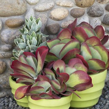 KALANCHOE DESERT ROSE, SIZE #1