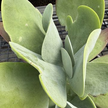 KALANCHOE DESERT ROSE, SIZE #1