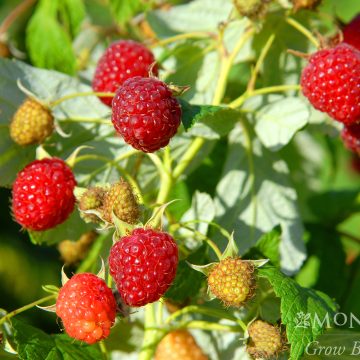 RUBUS 'HERITAGE', SIZE #1