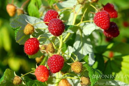 RUBUS HERITAGE RASPBERRY, SIZE #1