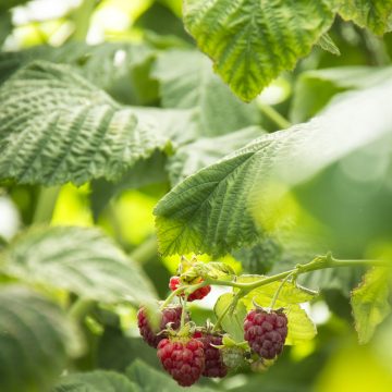 CANBY RED RASPBERRY, SIZE #1