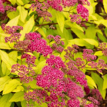 GOLDFLAME SPIREA, SIZE #2
