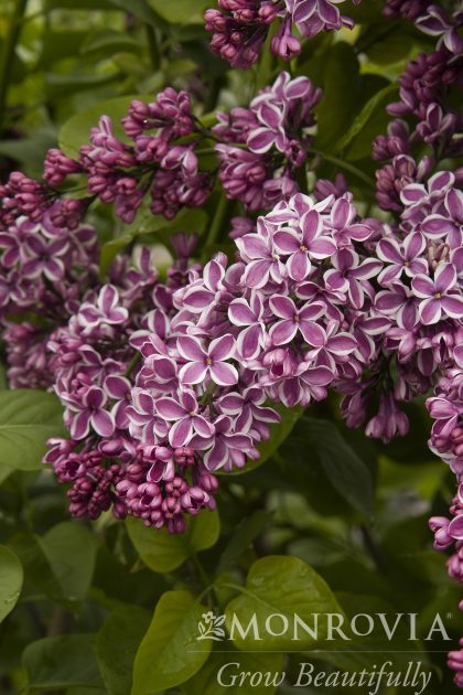 product-1111-1759491165-MO072165