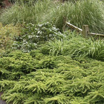 EMERALD SPREADER® JAPANESE YEW, SIZE #2