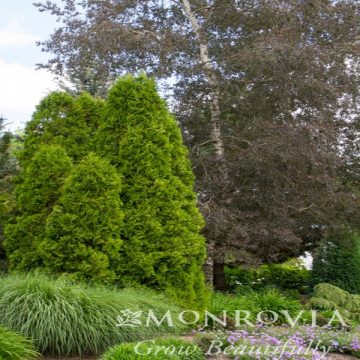 DEGROOT'S SPIRE ARBORVITAE, SIZE #5