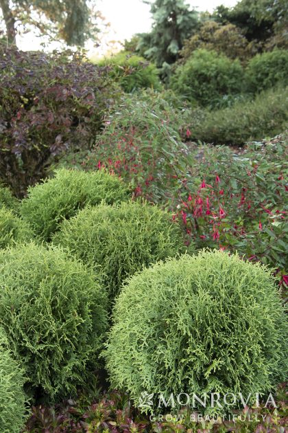 product-1117-1759491209-MO072872