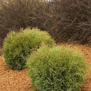 HETZ MIDGET ARBORVIATE, SIZE #2