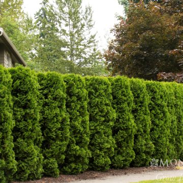 HOLMSTRUP ARBORVITAE, SIZE #2