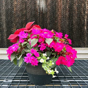 Combination 'Cosmic' - 10" patio