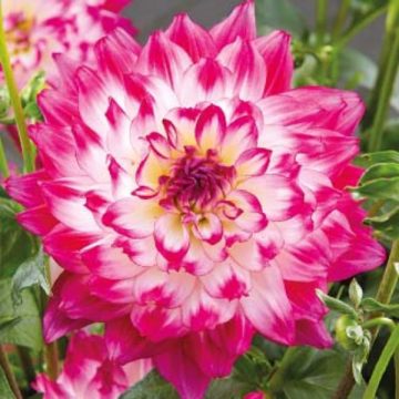 Dahlia LaBella Maggiore Rose Bicolor- 10″ Pot