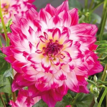 Dahlia 'LaBella® Maggiore Rose Bicolor' - 10" Pot