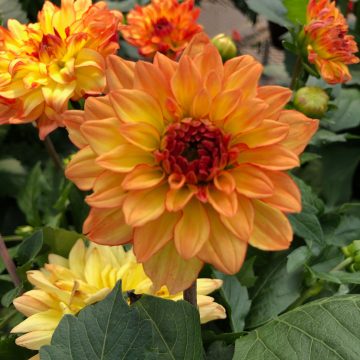 Dahlia Venti Tequila Sunrise- 10"