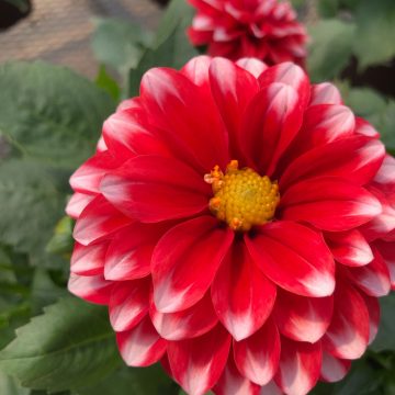 Dahlia Venti Red White- 10"