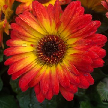 Gerbera ColorBloom Bicolor Orange Yellow- 10"