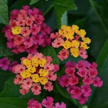 Lantana Bloomify™ Rose- 10"