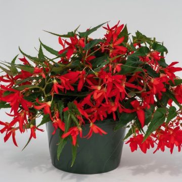 Begonia Green Leaf Groovy Red- 12" hanging basket