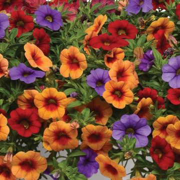 Calibrachoa Trixi® Caribbean Cocktail- 12" Basket