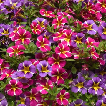 Calibrachoa Trixi® Starspinner- 12" Hanging Basket