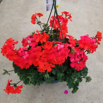 Geranium Caliente® Orange- 12" hanging basket