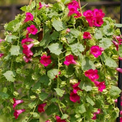 Lophospermum Lofos® Compact Rose- 12" basket