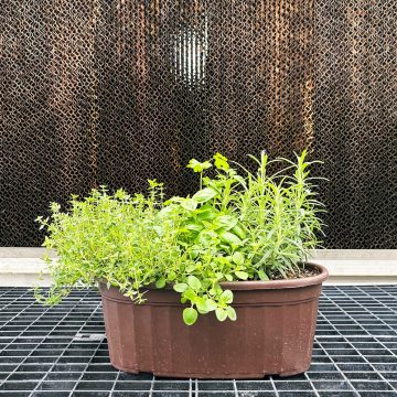 Combination Herb 'Culinary Garden'- 15" Oval