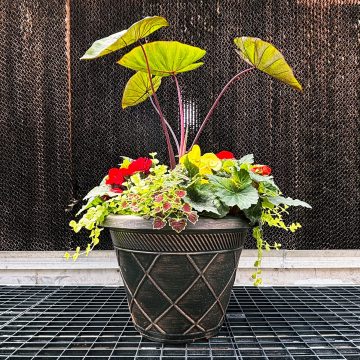 Combination ‘Hawaiian Honeymoon’ – 17″ Estate pot