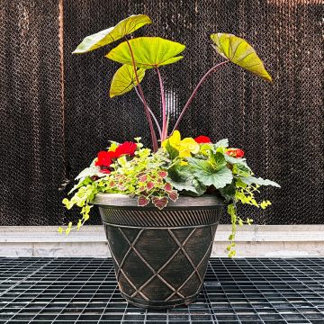 Combination 'Hawaiian Honeymoon' - 17" Estate Pot