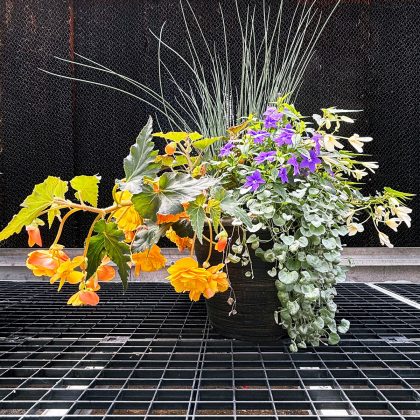 Combination ‘Sunrise Falls’ – 14″ Garden to Go