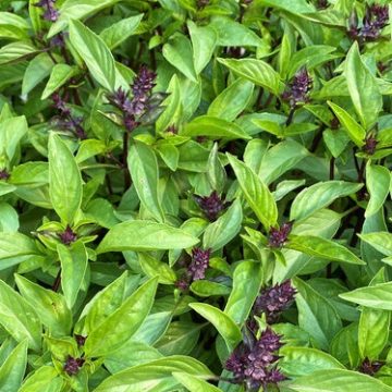 Basil Sweet Thai - 3½" pot