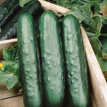 Cucumber 'Speedway'- 3½" pot