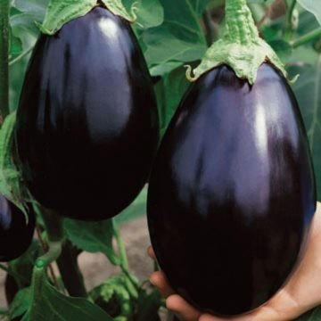 Eggplant 'Black Beauty' - 3½" pot