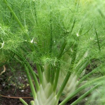 Fennel - 3½" pot