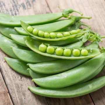 Pea 'Oregon Sugar Pod' - 3½" pot