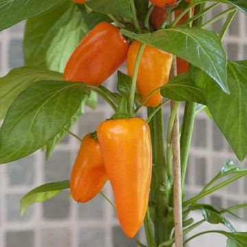Pepper Sweet 'Fresh Bites Orange' - 3½" pot