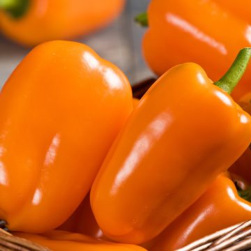 Pepper Bell 'Orange Blaze'- 3½" pot