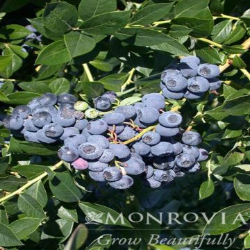 PATROIT BLUEBERRY, SIZE #1