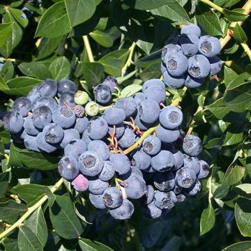 PATROIT BLUEBERRY, SIZE #1