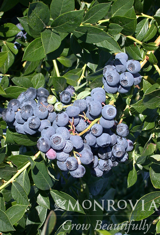 PATROIT BLUEBERRY, SIZE #1