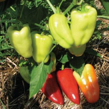 Pepper Sweet 'Gypsy' - 3½ pot