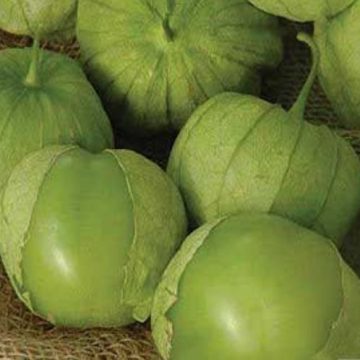Tomatillo 'Tamayo' - 3½" pot