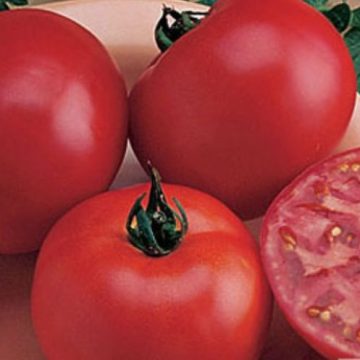 Tomato Slicer Burpee 'Big Boy' - 3½" pot