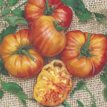 Tomato Heirloom 'Big Rainbow' - 3½" pot