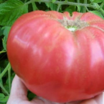 Tomato Heirloom 'Brandywine Red' - 3½" pot