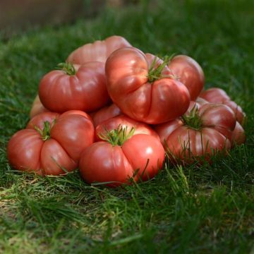 Tomato Heirloom Marriage™ 'Big Brandy' - 3½ pot