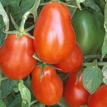 Tomato Roma 'La Roma Red' - 3½" pot